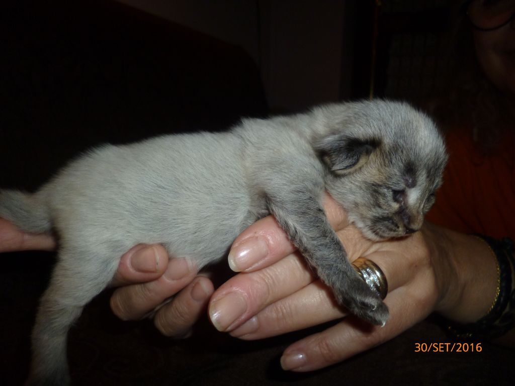 Gatti Norvegesi - cuccioli