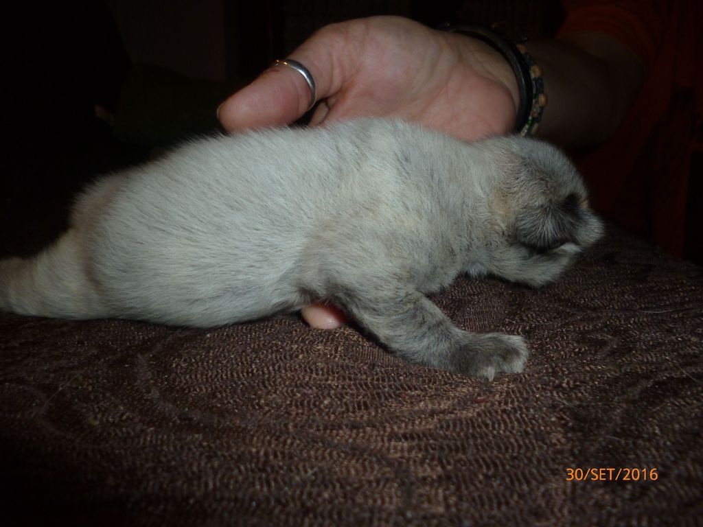 Gatti Norvegesi - cuccioli