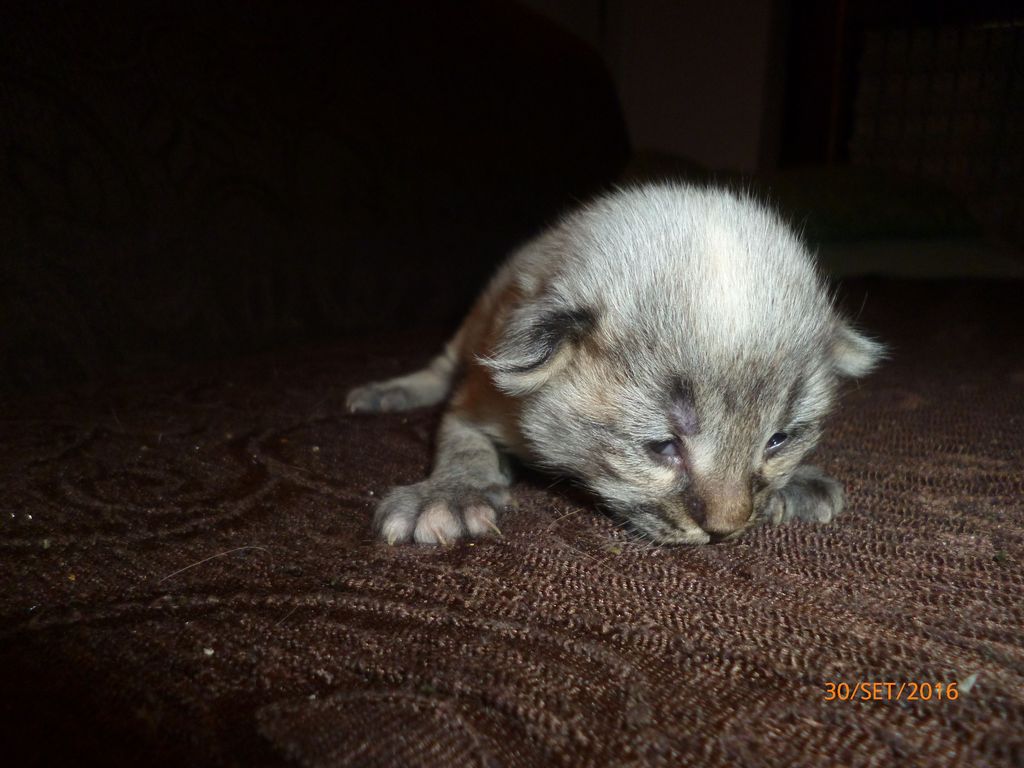 Gatti Norvegesi - cuccioli