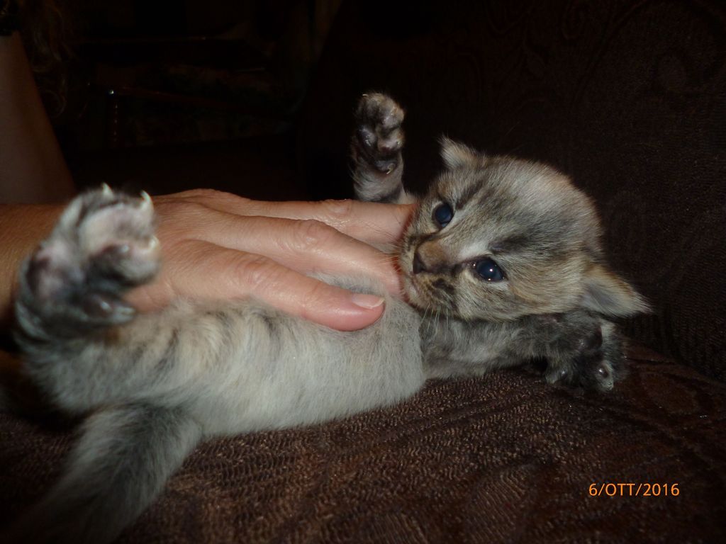 Gatti Norvegesi - cuccioli