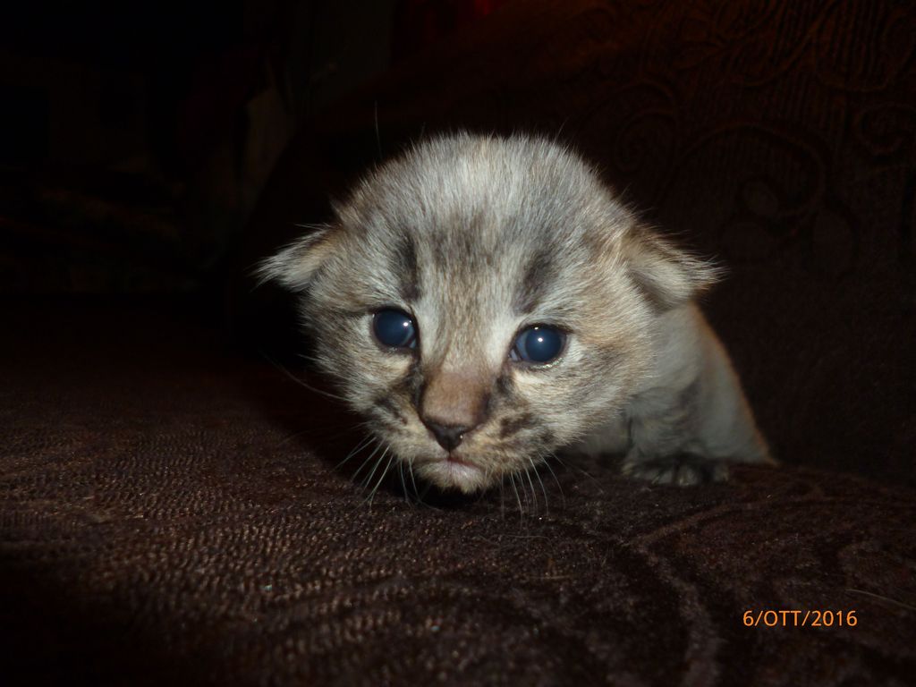 Gatti Norvegesi - cuccioli