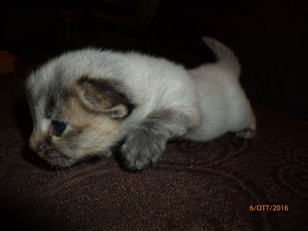 Gatti Norvegesi - cuccioli