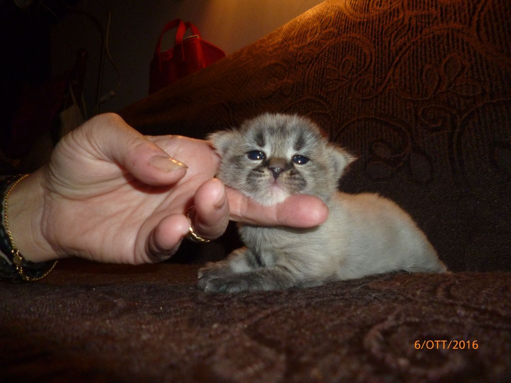 Gatti Norvegesi - cuccioli