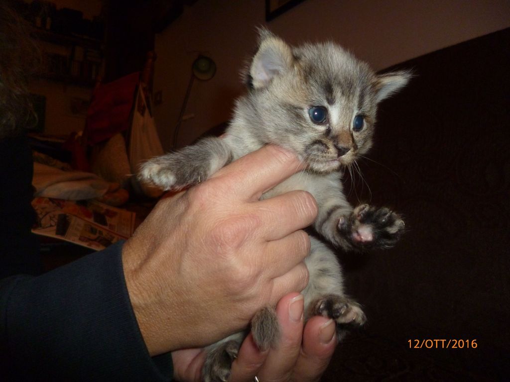 Gatti Norvegesi - cuccioli