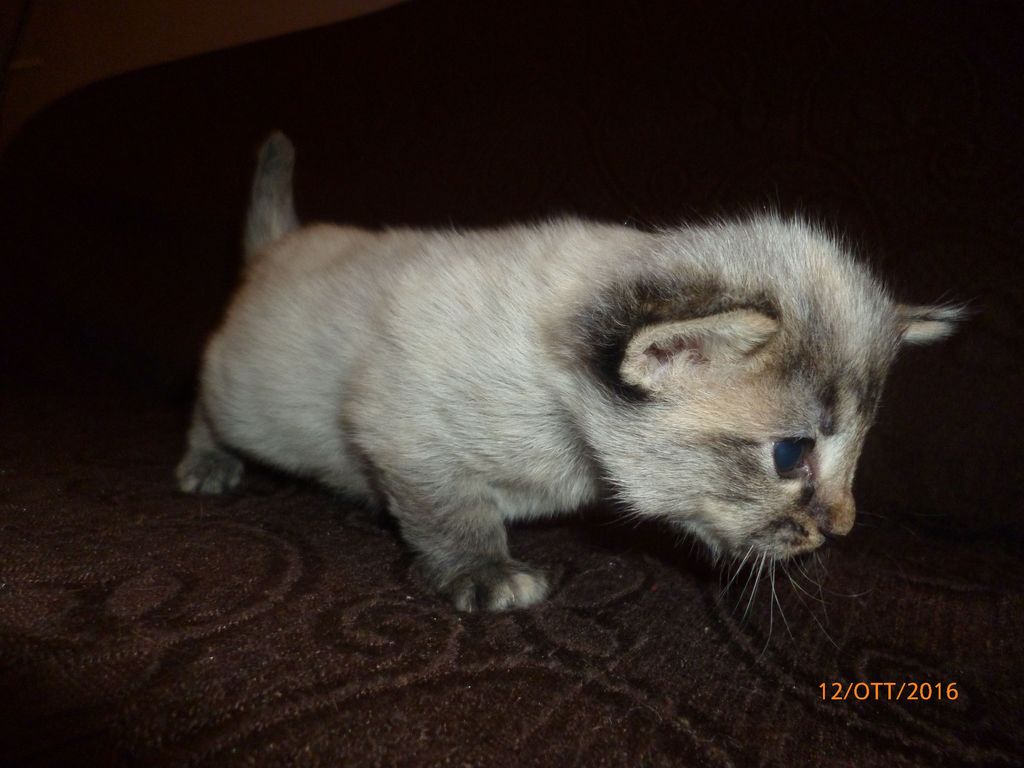 Gatti Norvegesi - cuccioli