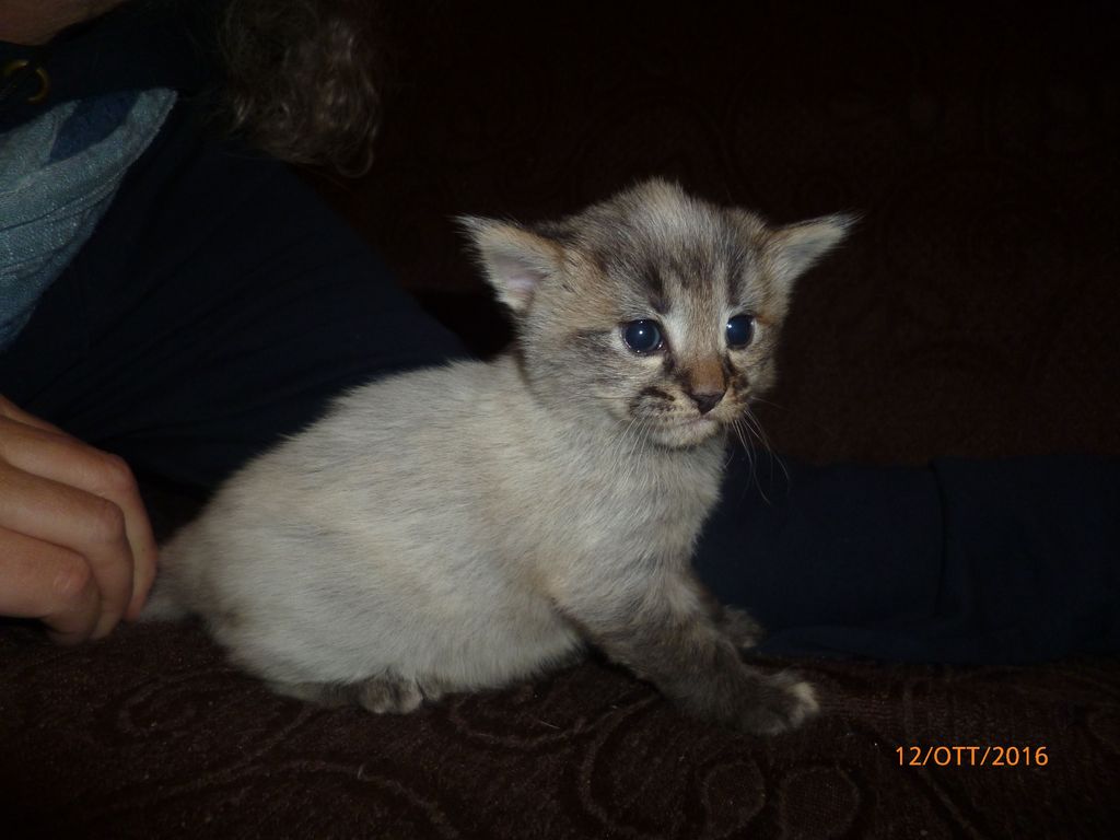 Gatti Norvegesi - cuccioli