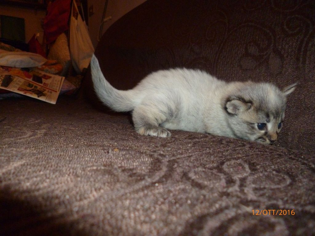 Gatti Norvegesi - cuccioli