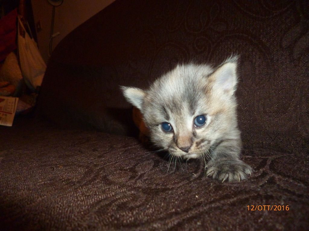 Gatti Norvegesi - cuccioli