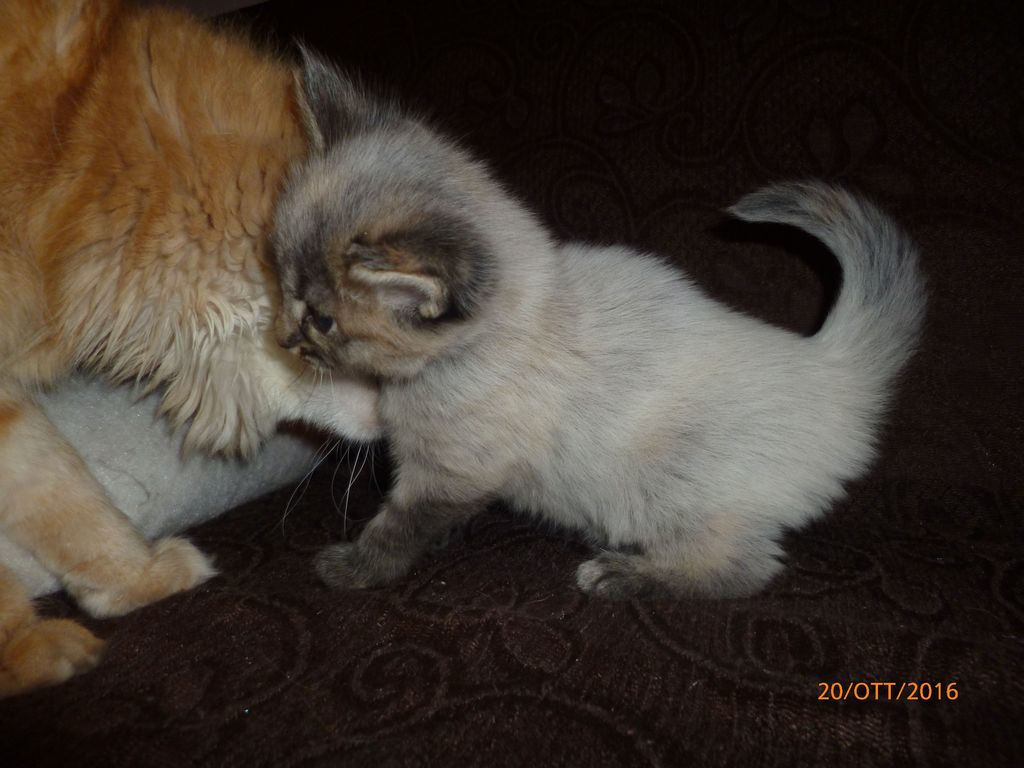 Gatti Norvegesi - cuccioli