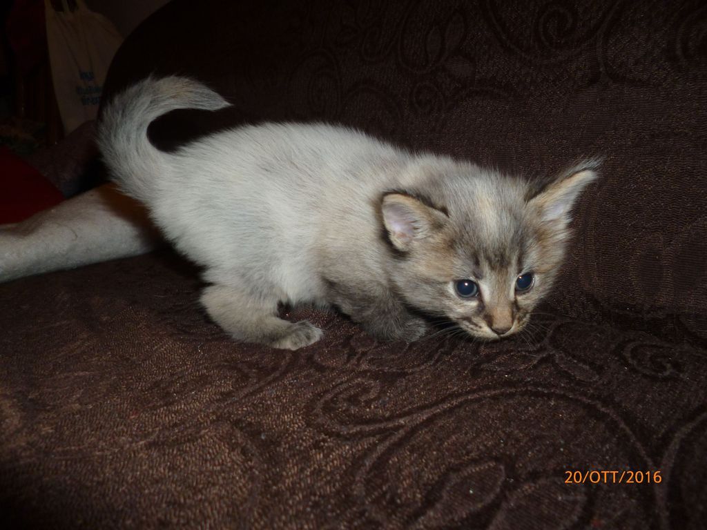 Gatti Norvegesi - cuccioli