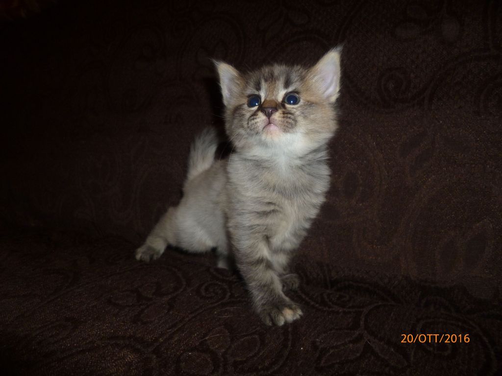 Gatti Norvegesi - cuccioli