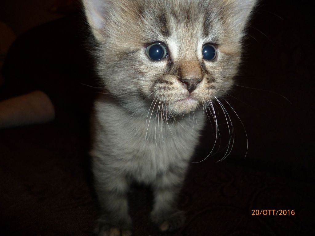 Gatti Norvegesi - cuccioli