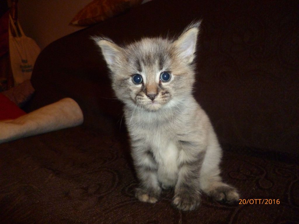 Gatti Norvegesi - cuccioli
