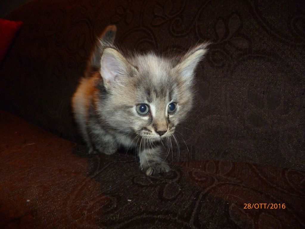 Gatti Norvegesi - cuccioli
