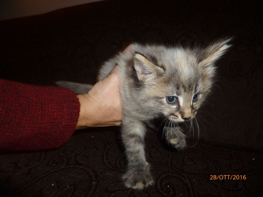 Gatti Norvegesi - cuccioli