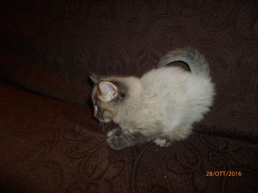 Gatti Norvegesi - cuccioli