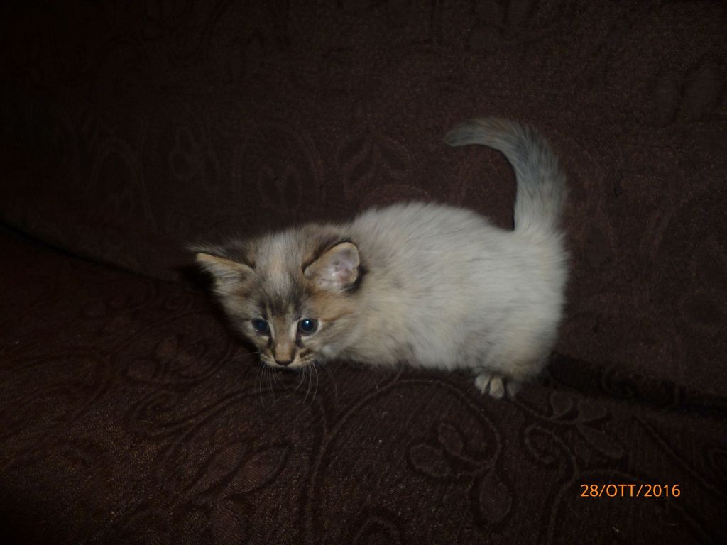 Gatti Norvegesi - cuccioli