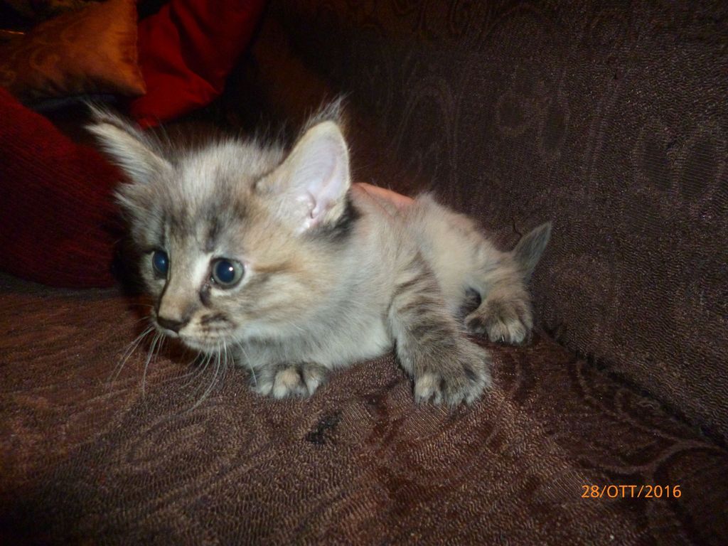Gatti Norvegesi - cuccioli
