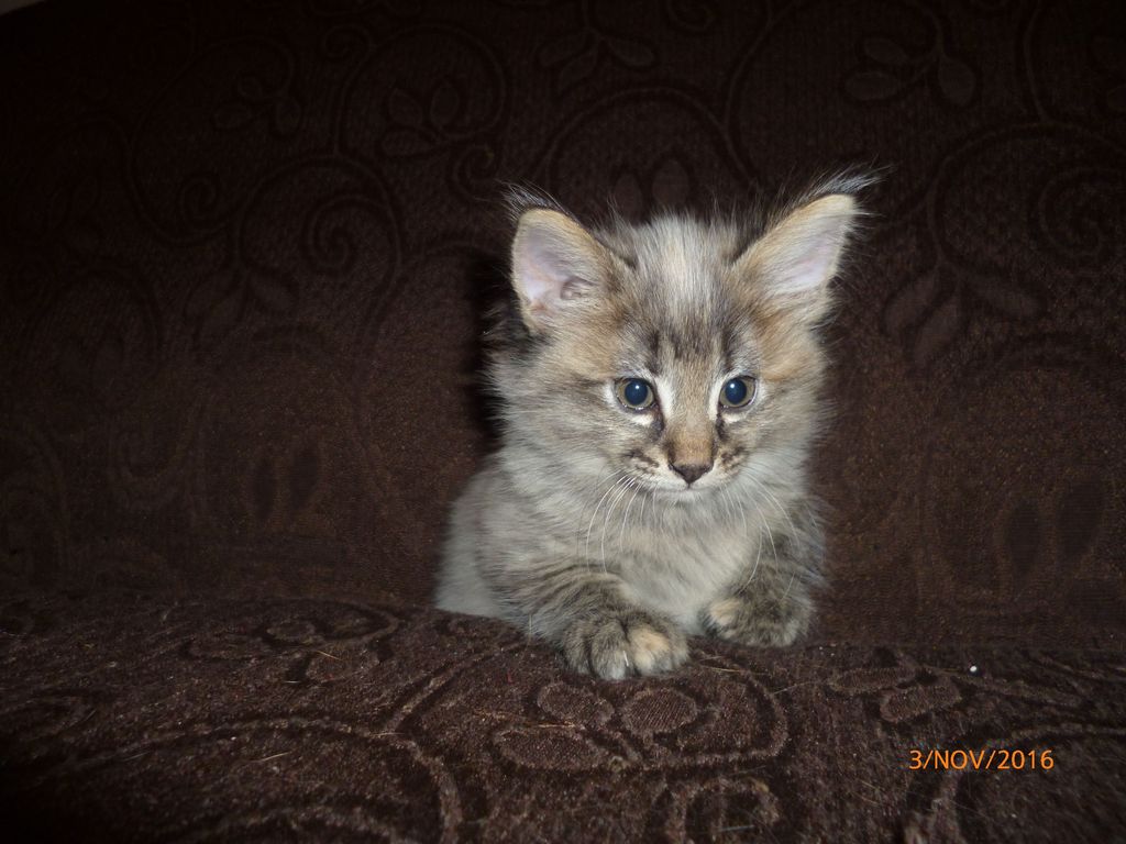 Gatti Norvegesi - cuccioli
