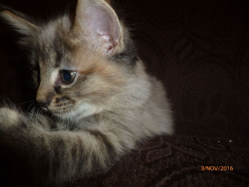 Gatti Norvegesi - cuccioli