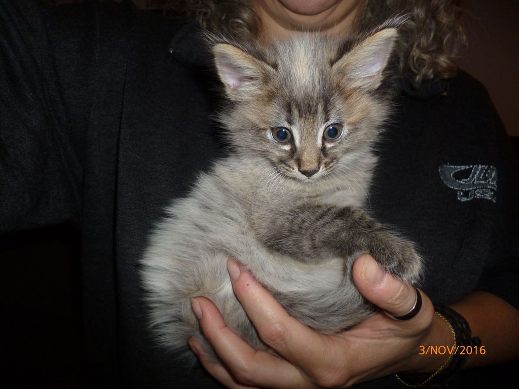 Gatti Norvegesi - cuccioli