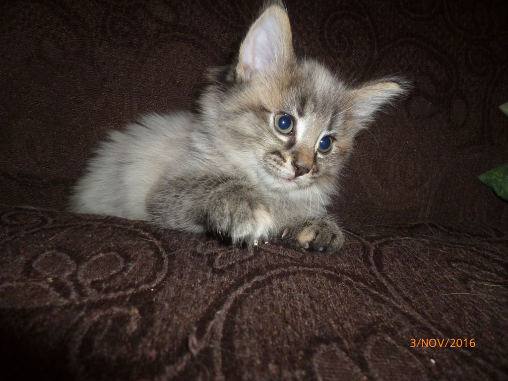 Gatti Norvegesi - cuccioli