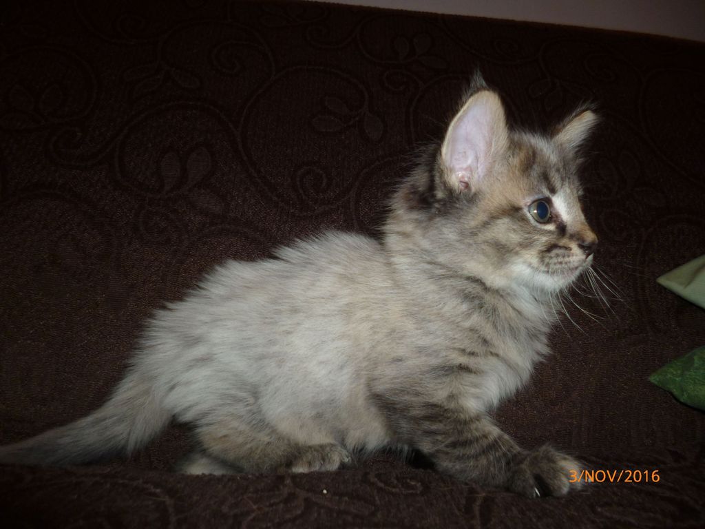 Gatti Norvegesi - cuccioli