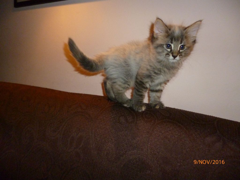 Gatti Norvegesi - cuccioli