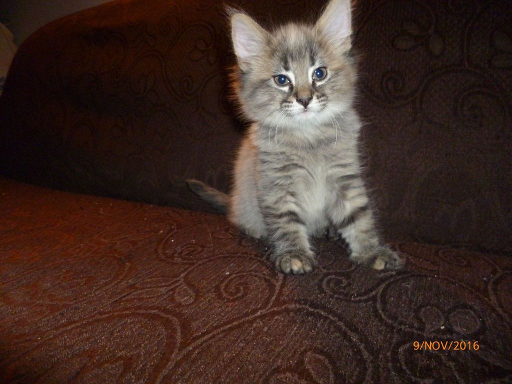 Gatti Norvegesi - cuccioli