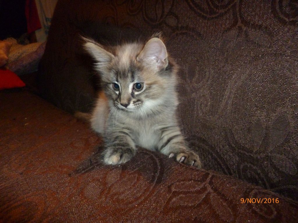 Gatti Norvegesi - cuccioli