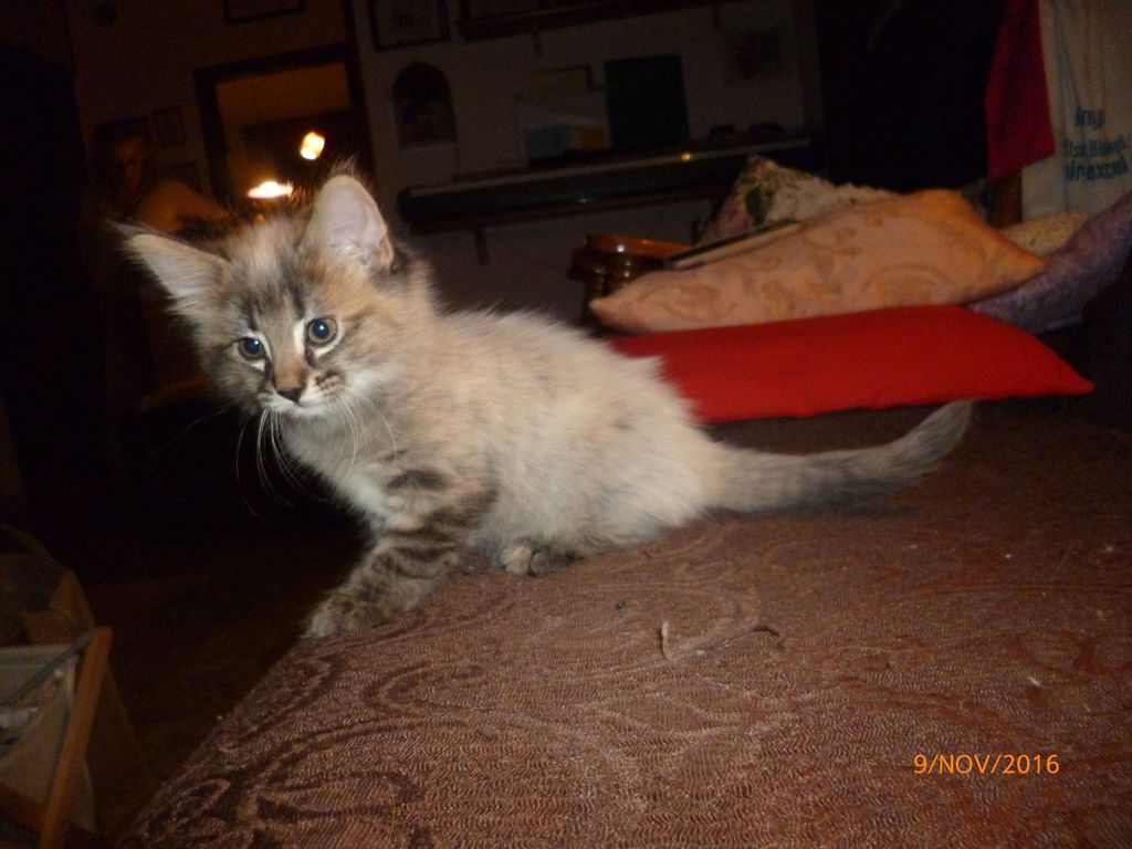 Gatti Norvegesi - cuccioli