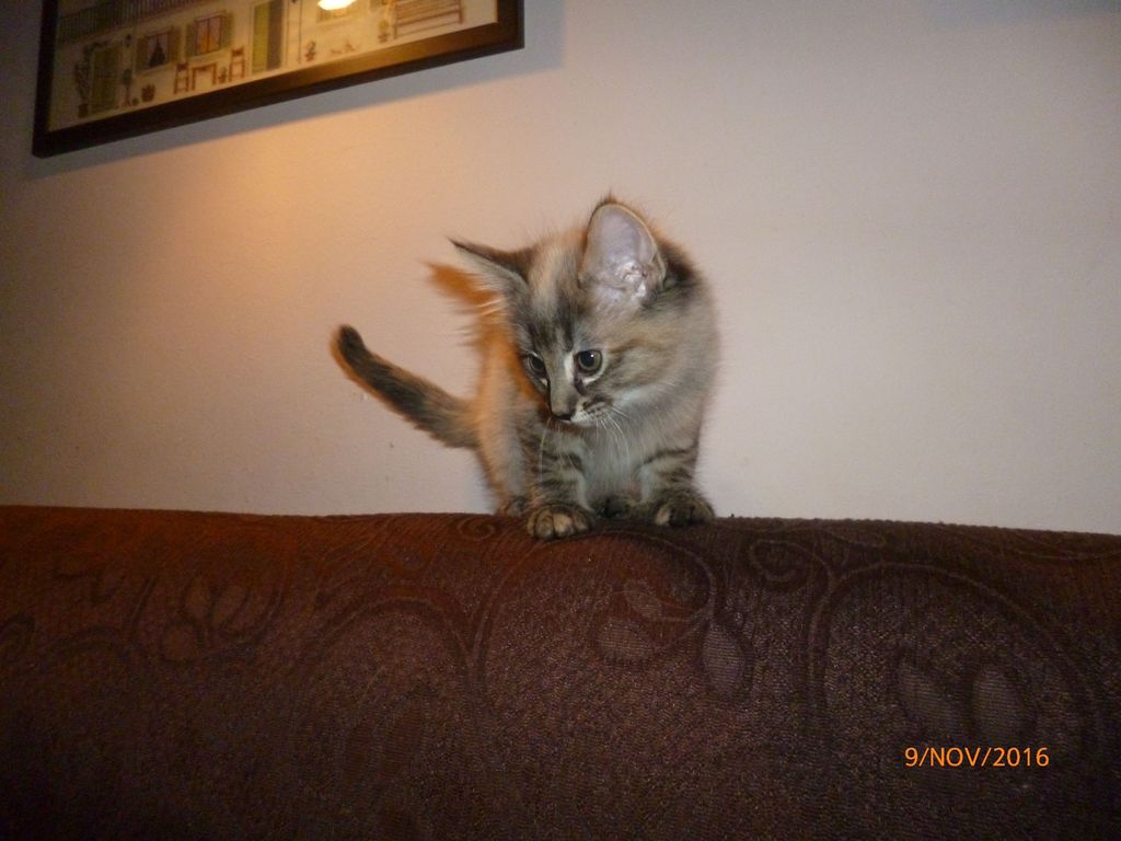 Gatti Norvegesi - cuccioli