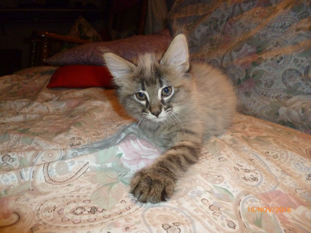Gatti Norvegesi - cuccioli