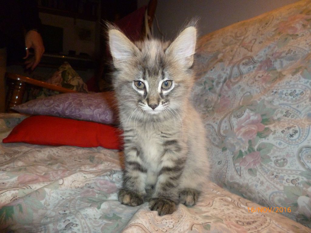 Gatti Norvegesi - cuccioli