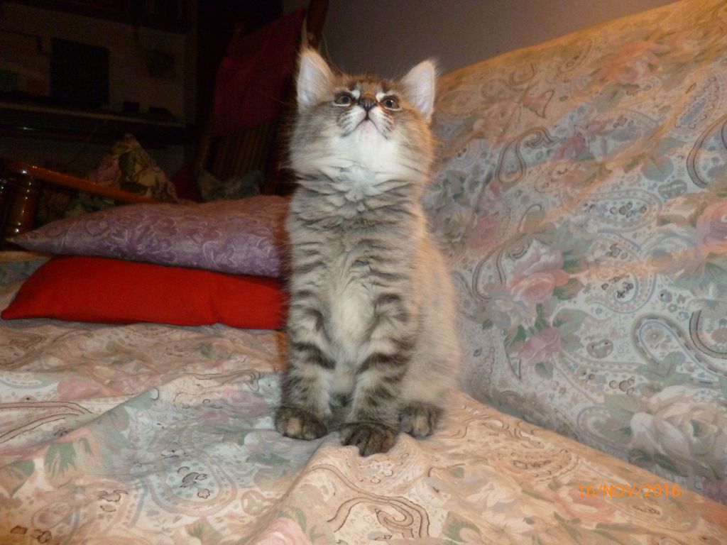 Gatti Norvegesi - cuccioli