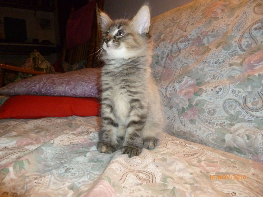 Gatti Norvegesi - cuccioli