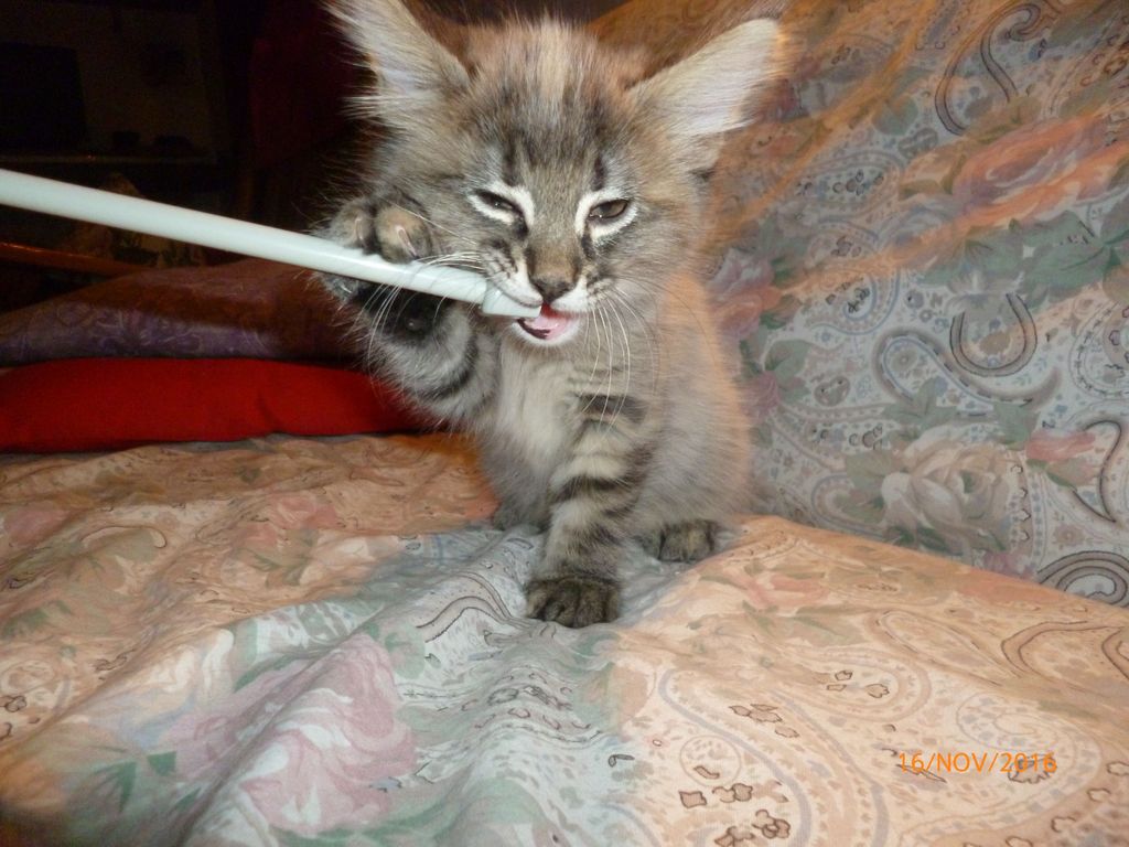 Gatti Norvegesi - cuccioli