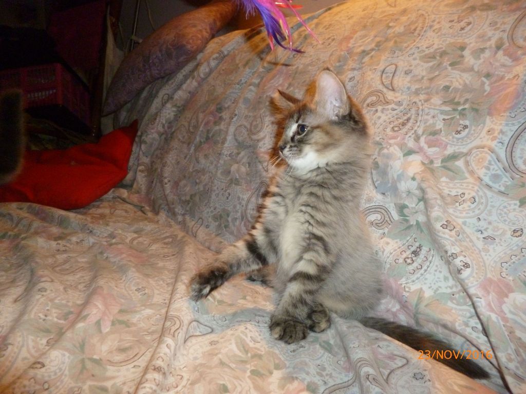 Gatti Norvegesi - cuccioli