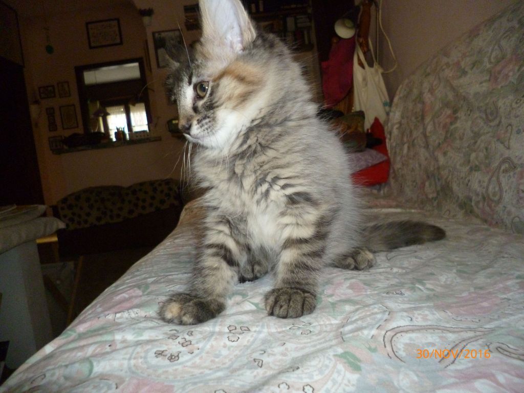 Gatti Norvegesi - cuccioli
