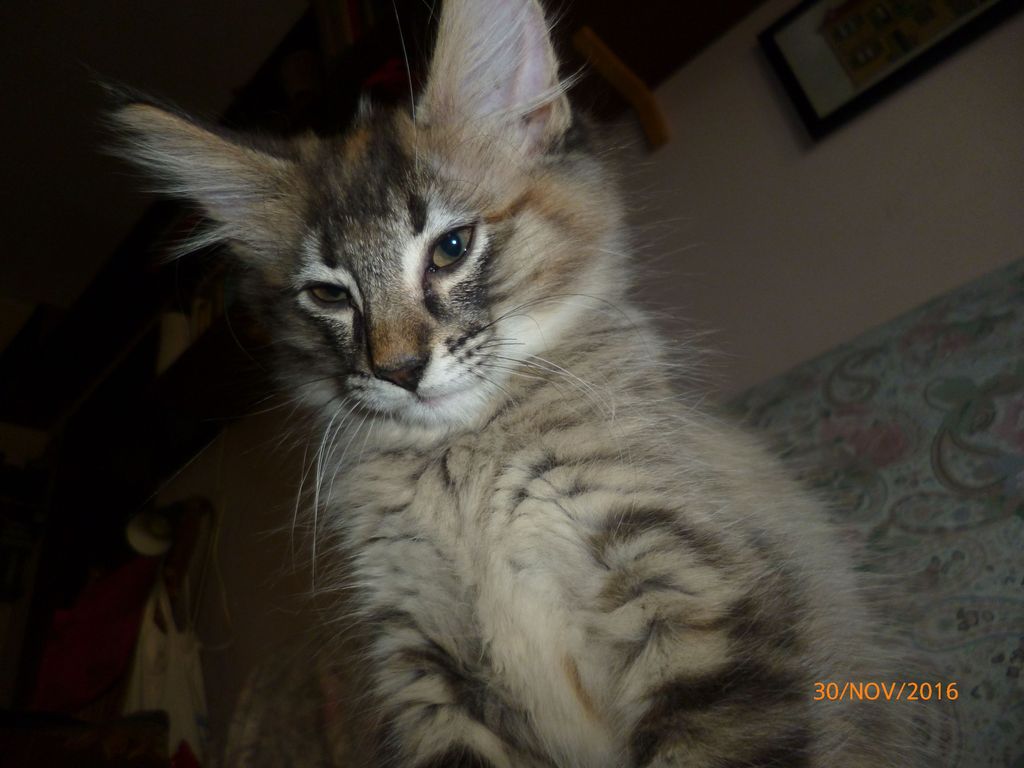 Gatti Norvegesi - cuccioli