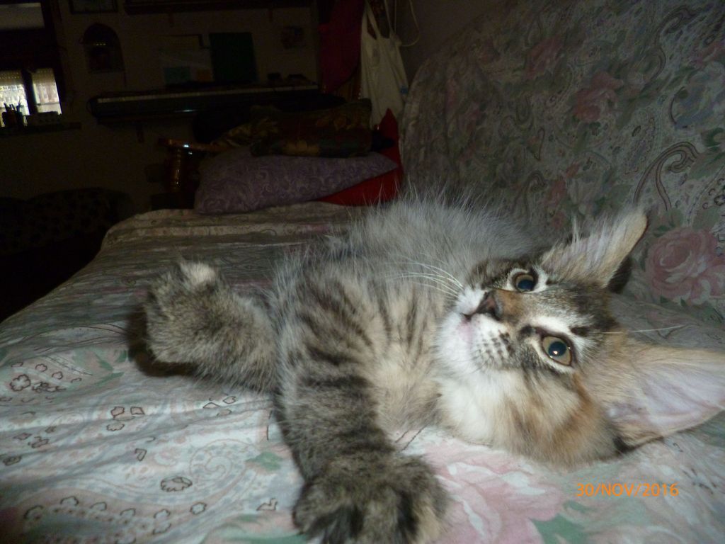 Gatti Norvegesi - cuccioli