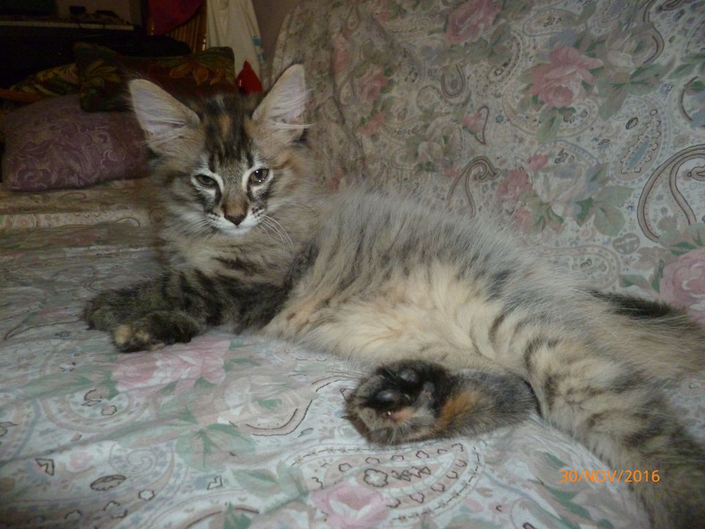 Gatti Norvegesi - cuccioli