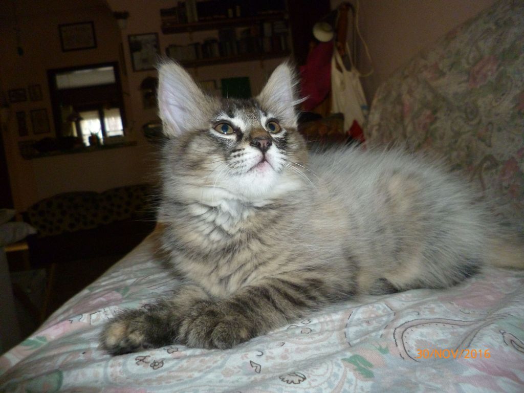 Gatti Norvegesi - cuccioli