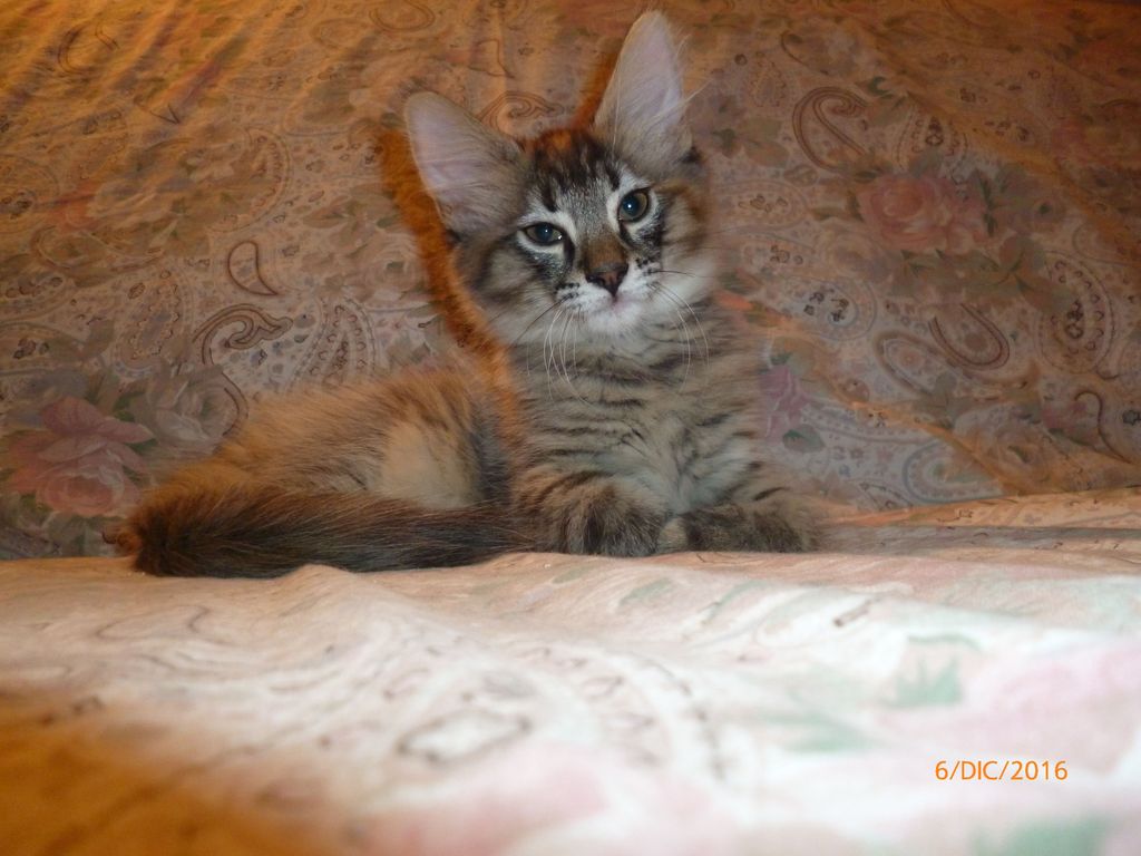 Gatti Norvegesi - cuccioli