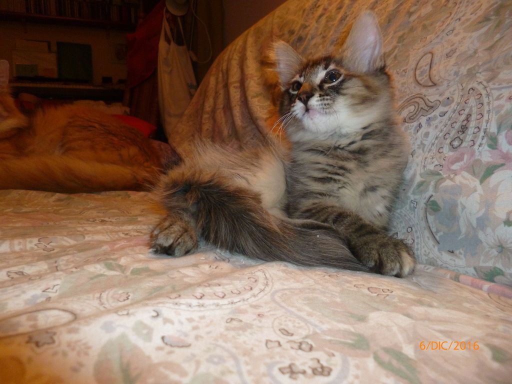 Gatti Norvegesi - cuccioli