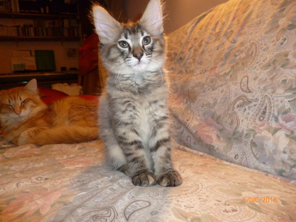 Gatti Norvegesi - cuccioli