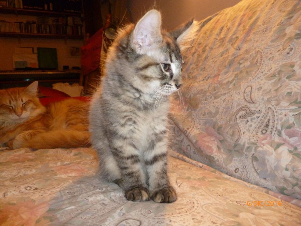 Gatti Norvegesi - cuccioli