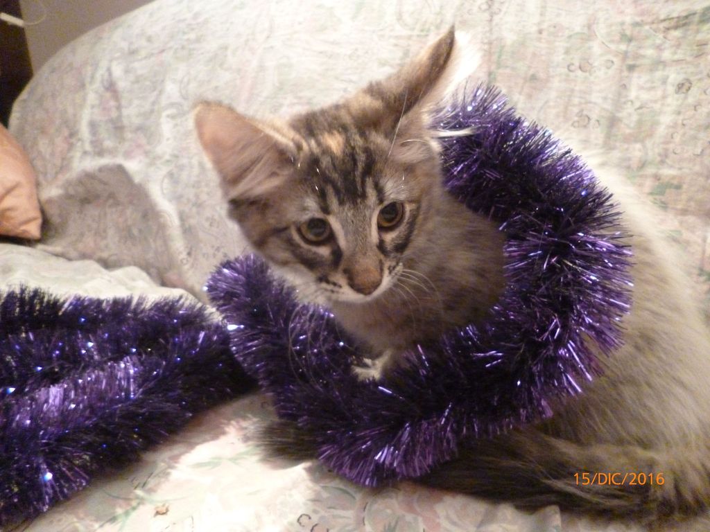 Gatti Norvegesi - cuccioli