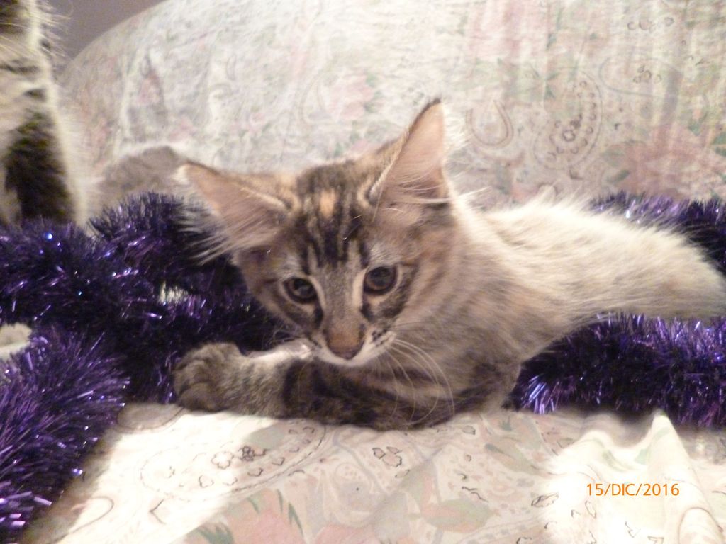 Gatti Norvegesi - cuccioli