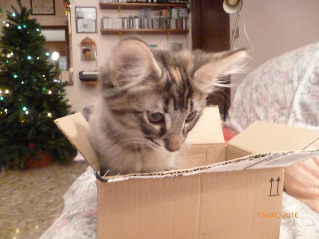 Gatti Norvegesi - cuccioli